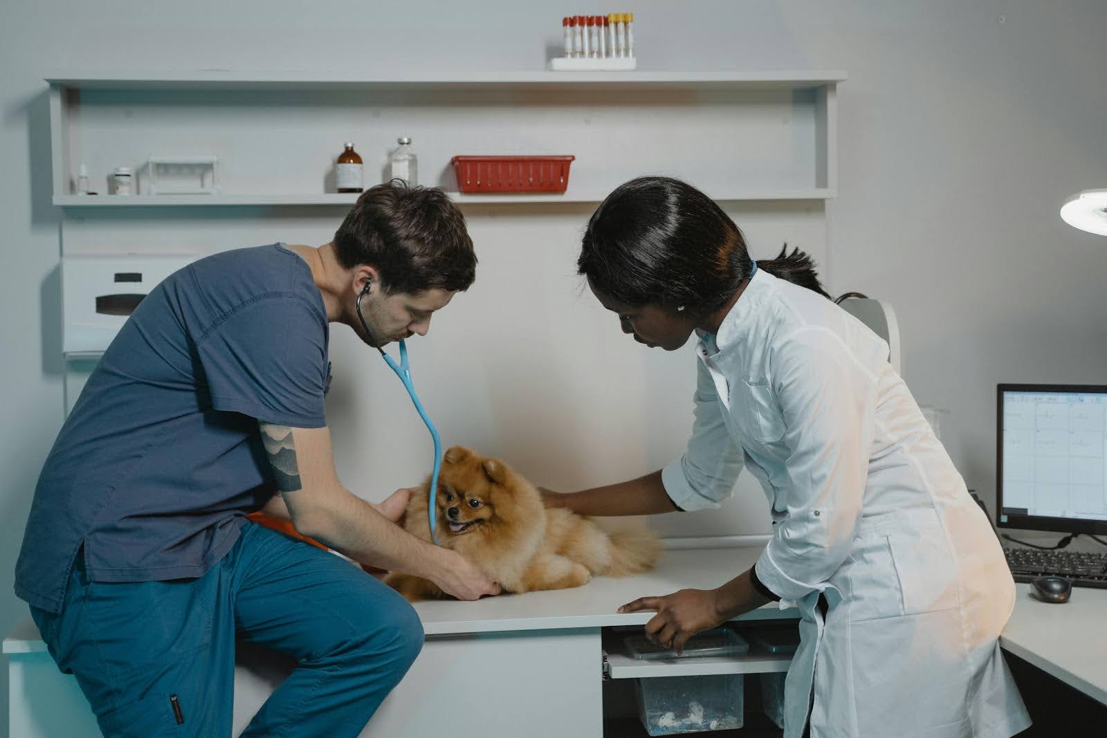 veterinarians at work