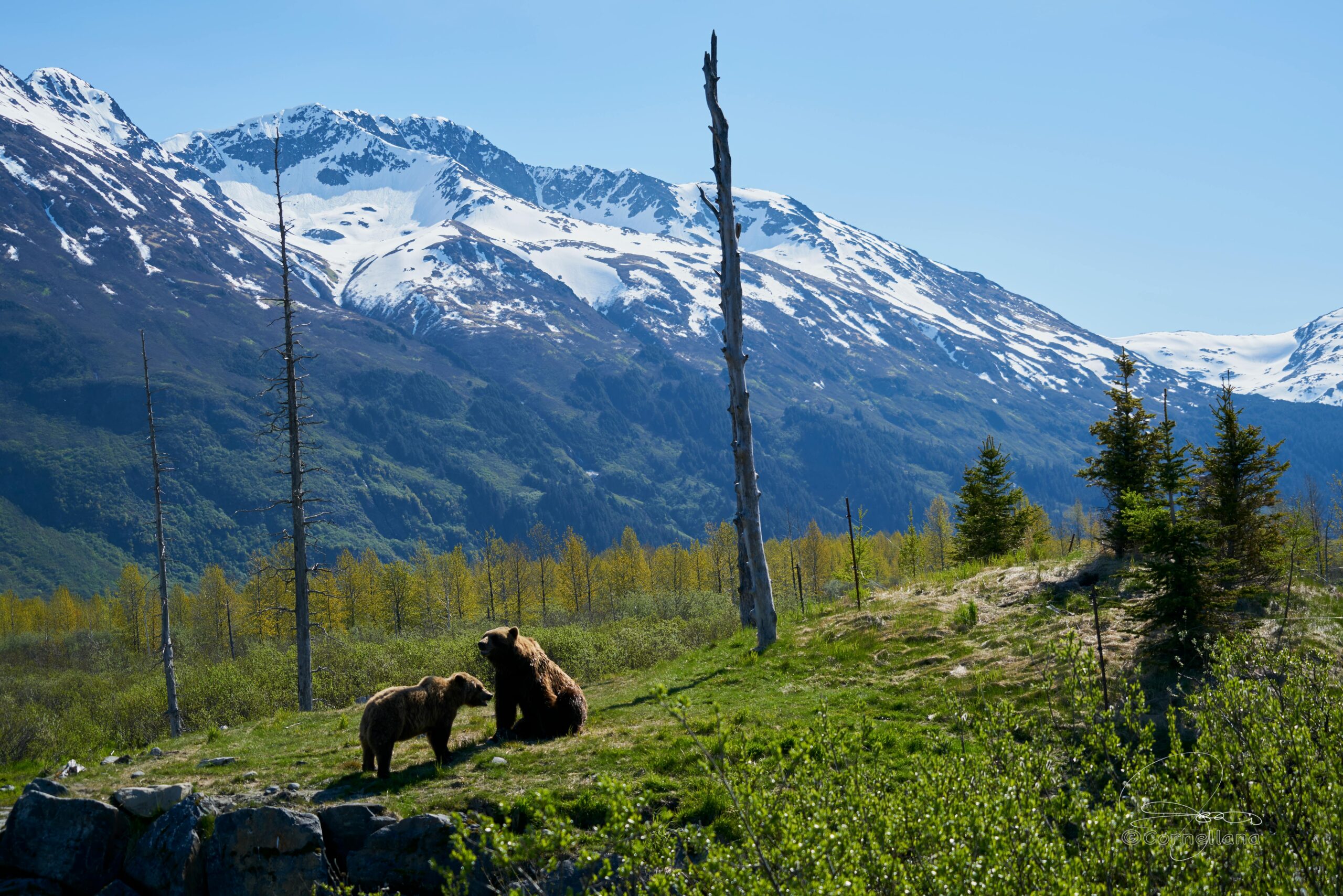 Alaska